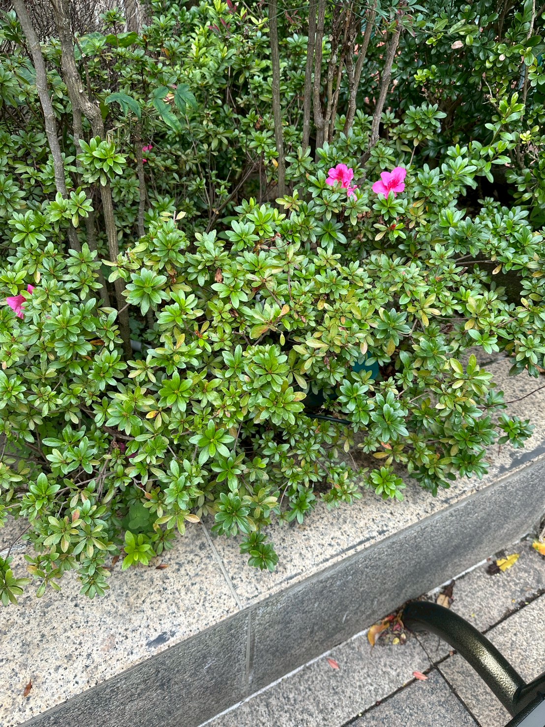 杜鵑