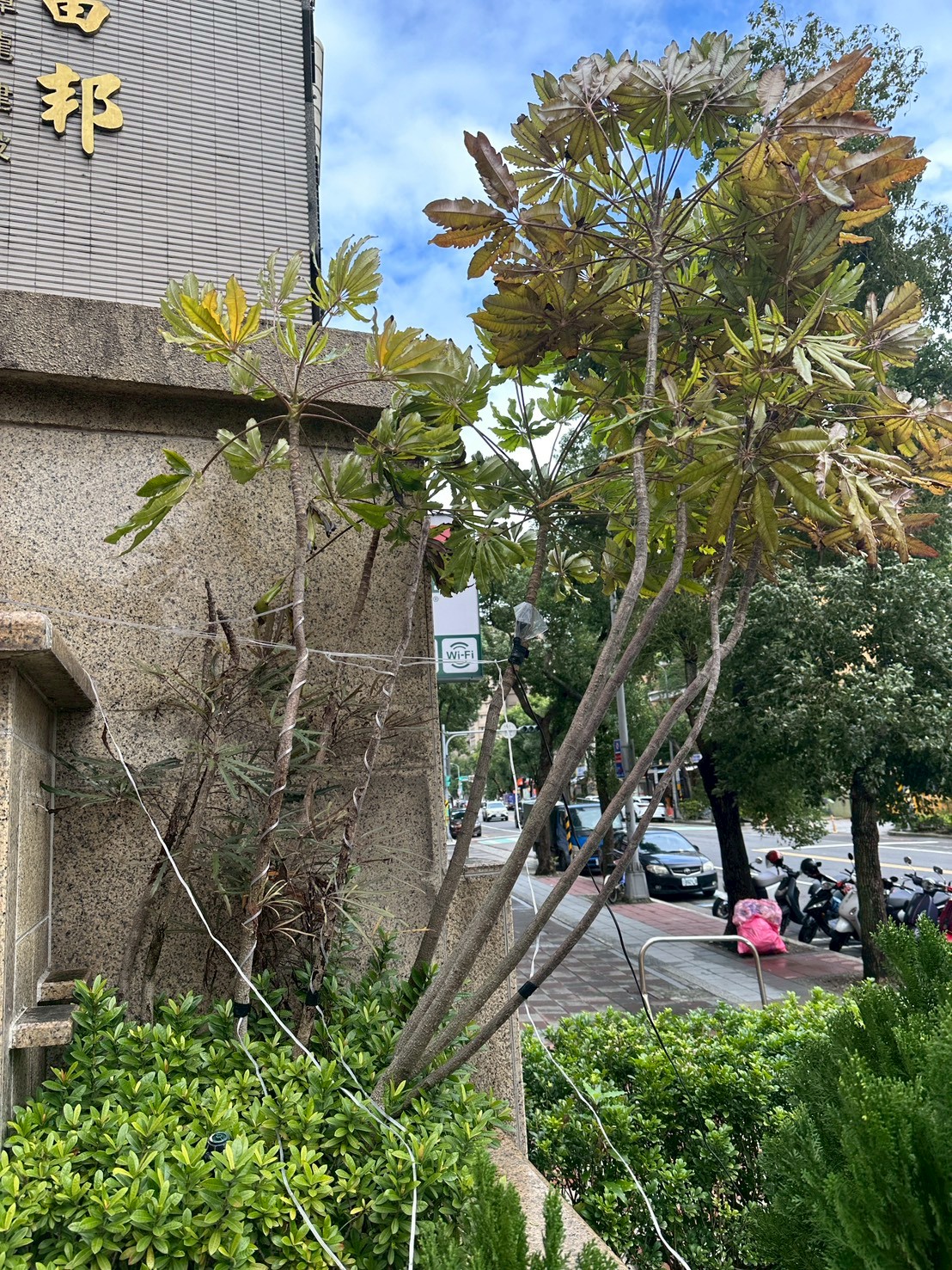 孔雀木