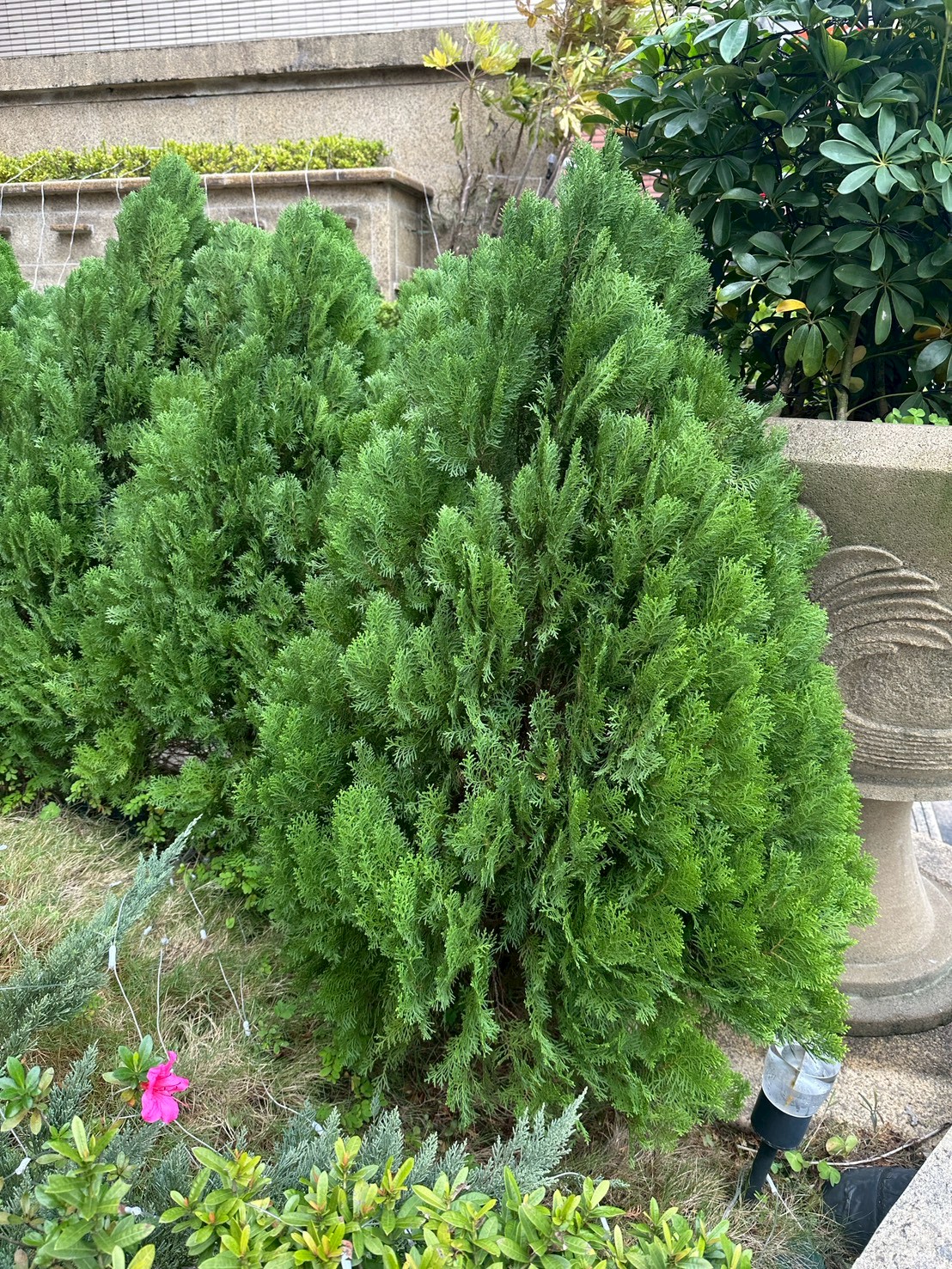 黃金扁柏