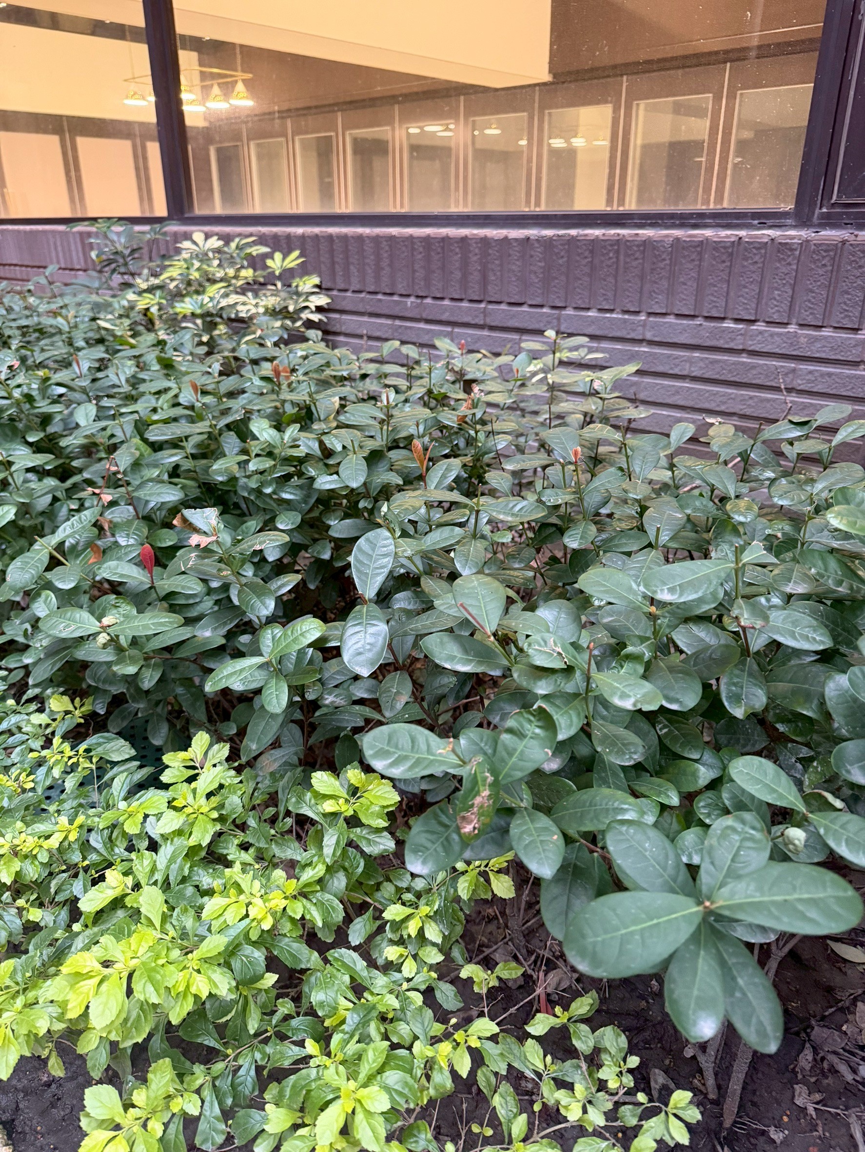 紅仙丹花