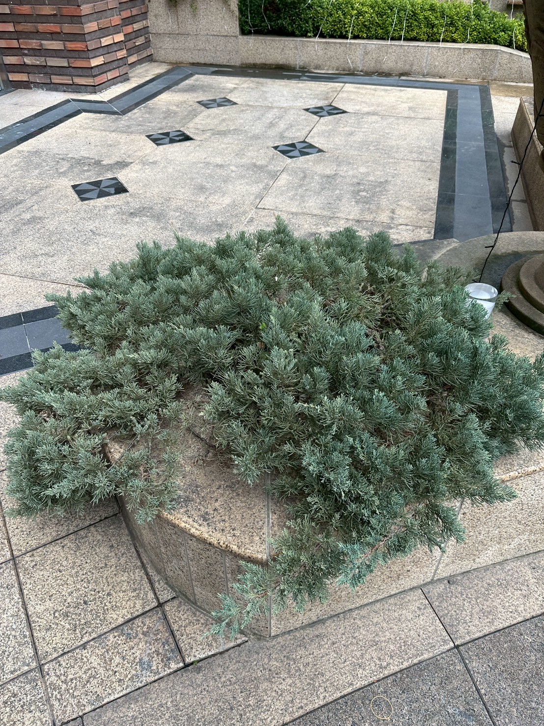 鋪地柏