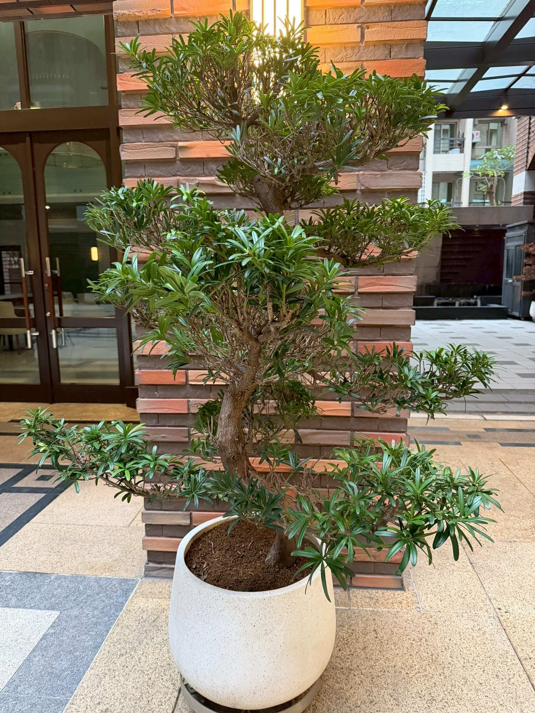 短葉羅漢松(盆栽)