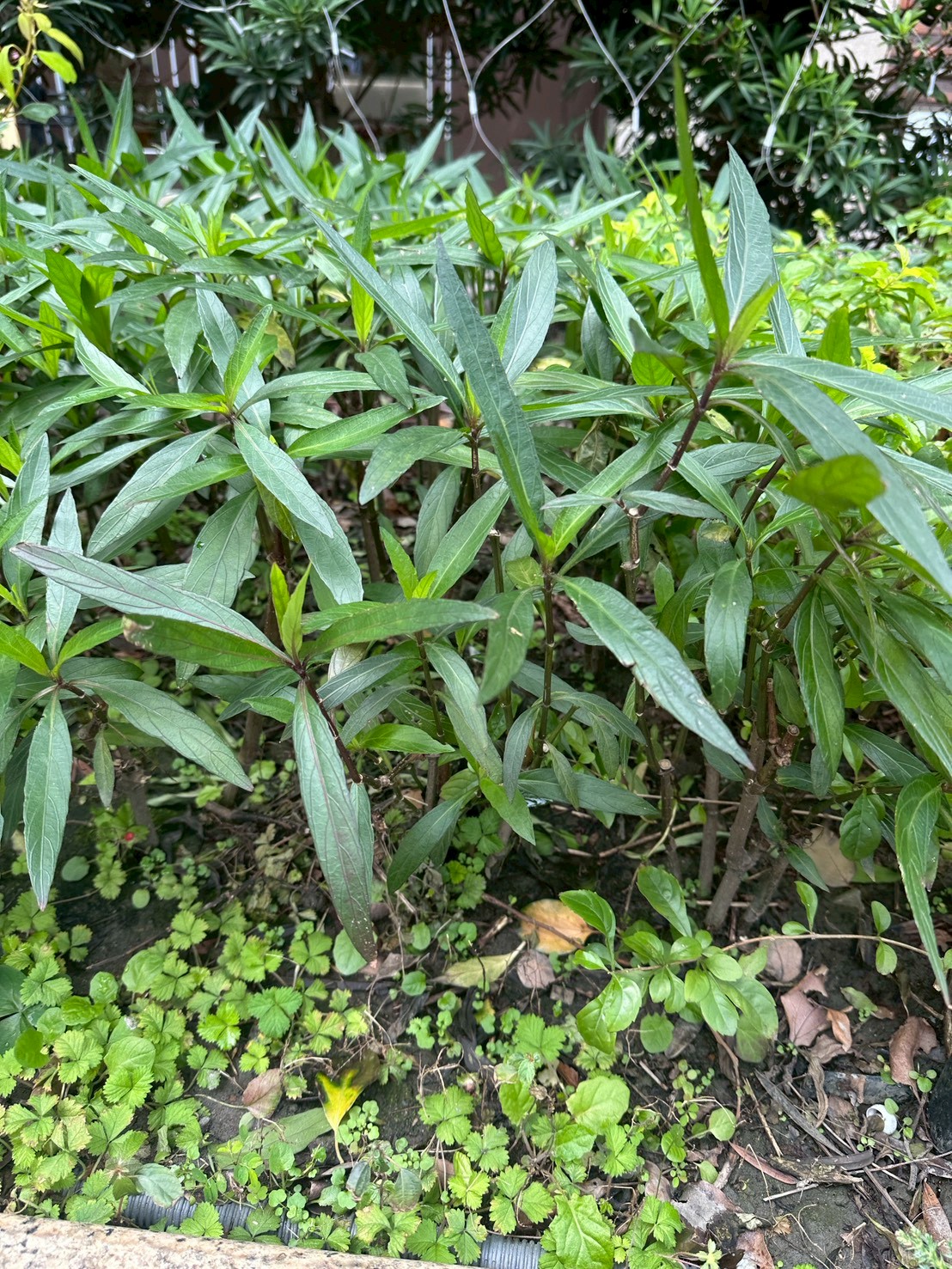 翠蘆莉