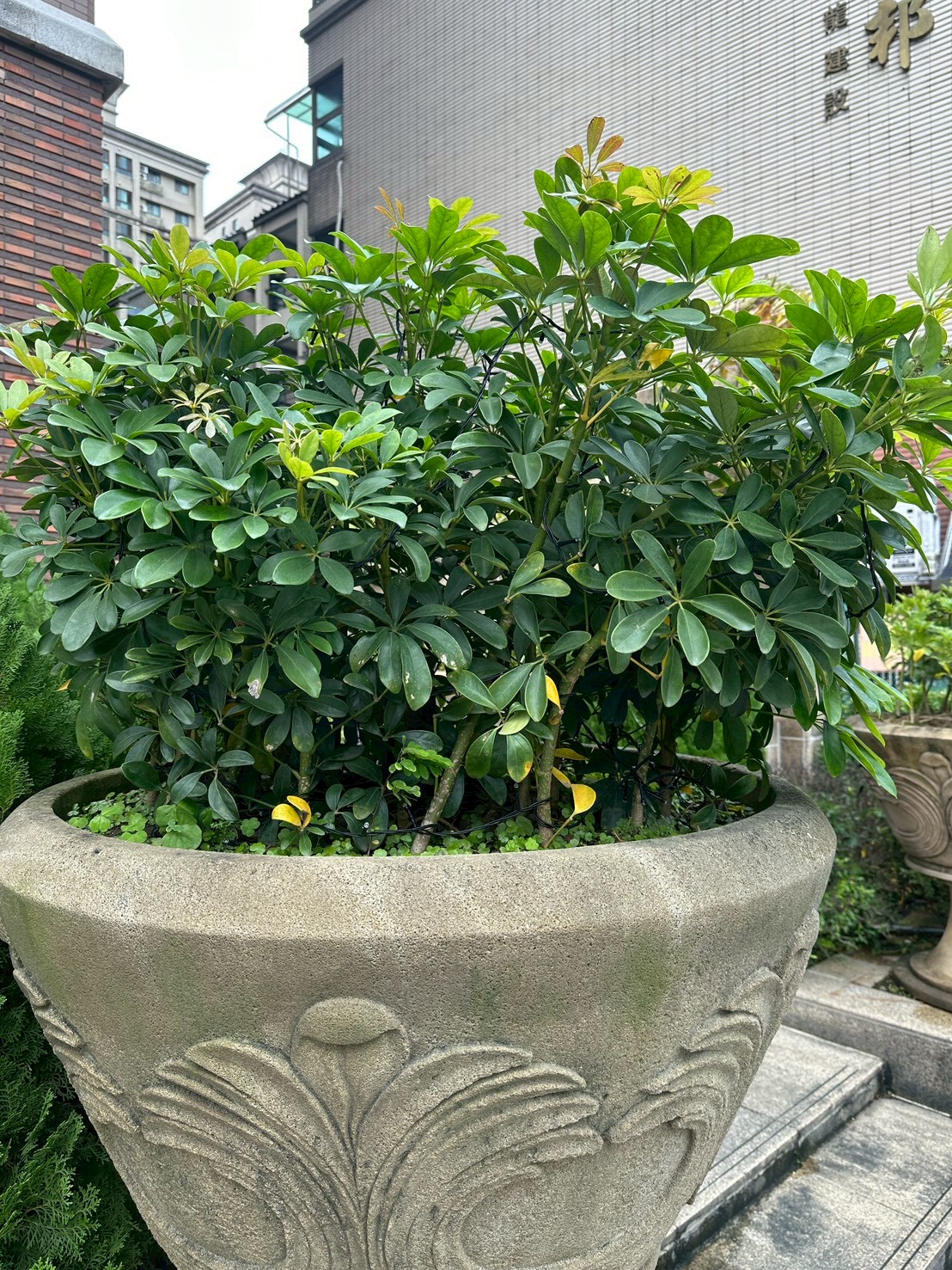 鵝掌藤